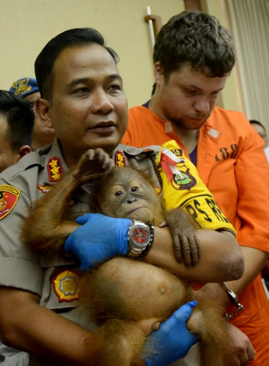 Kondisi Bayi Orangutan yang Diselamatkan Petugas dari Upaya Penyelundupan WN Rusia