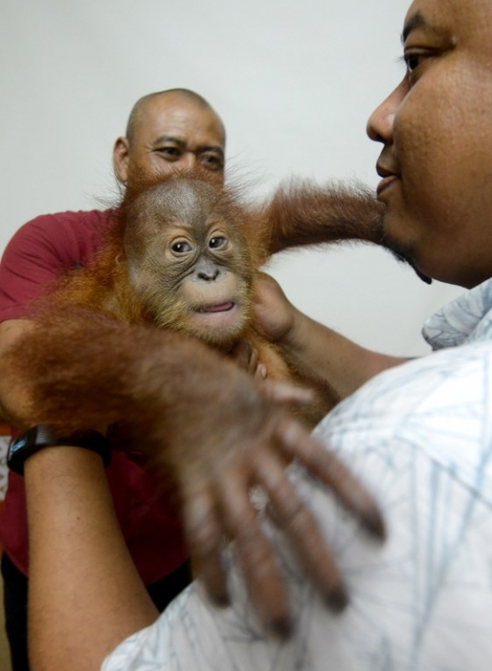 Kondisi Bayi Orangutan yang Diselamatkan Petugas dari Upaya Penyelundupan WN Rusia