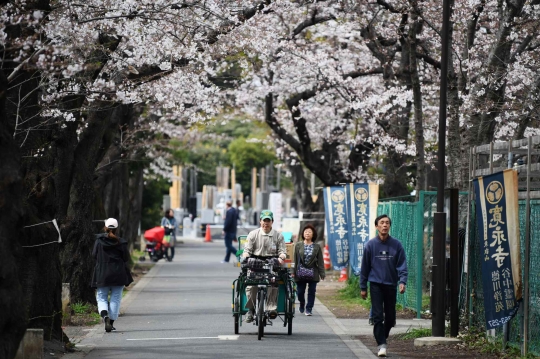 Sejuknya Jalan-jalan di Bawah Pohon Bunga Sakura