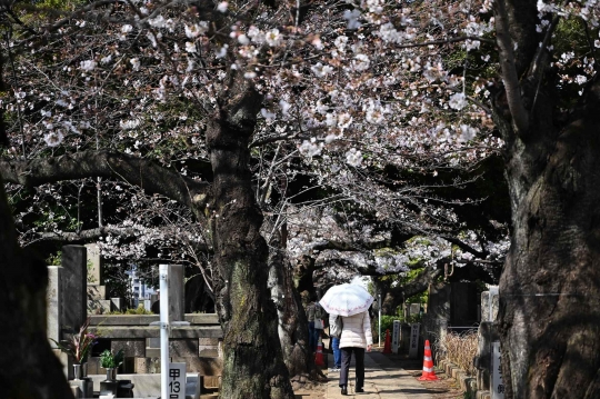 Sejuknya Jalan-jalan di Bawah Pohon Bunga Sakura