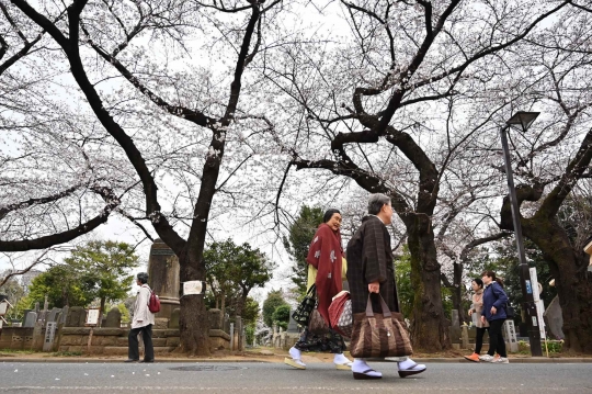 Sejuknya Jalan-jalan di Bawah Pohon Bunga Sakura