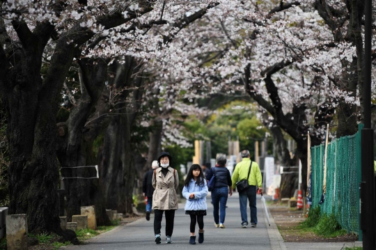 Sejuknya Jalan-jalan di Bawah Pohon Bunga Sakura