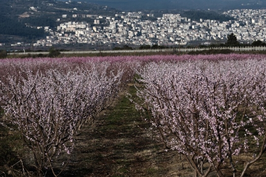 Indahnya Pemandangan Pohon Persik yang Berbunga di Yunani