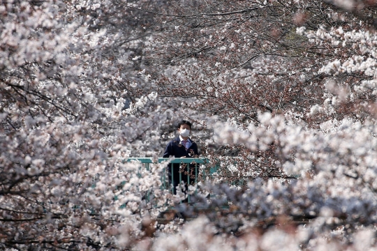 Menikmati Keindahan Bunga Sakura di Tiga Negara