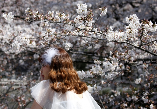 Menikmati Keindahan Bunga Sakura di Tiga Negara