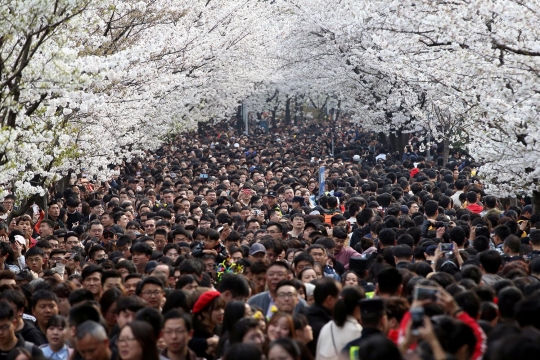 Menikmati Keindahan Bunga Sakura di Tiga Negara