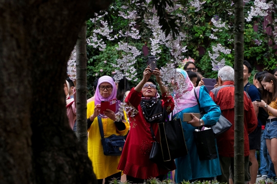 Menikmati Keindahan Bunga Sakura di Tiga Negara