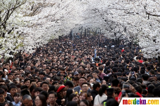 Foto Menikmati Keindahan Bunga Sakura Di Tiga Negara