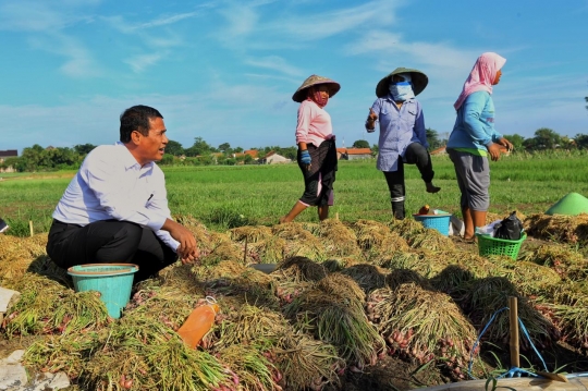 Mentan Sambangi Petani Bawang di Brebes