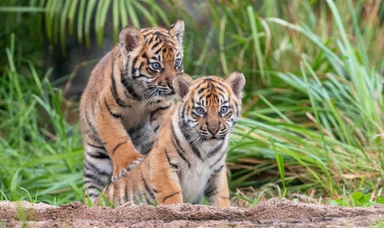 Lucunya Tiga Anak Harimau Sumatera yang Lahir di Australia