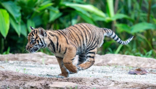 Lucunya Tiga Anak Harimau Sumatera yang Lahir di Australia