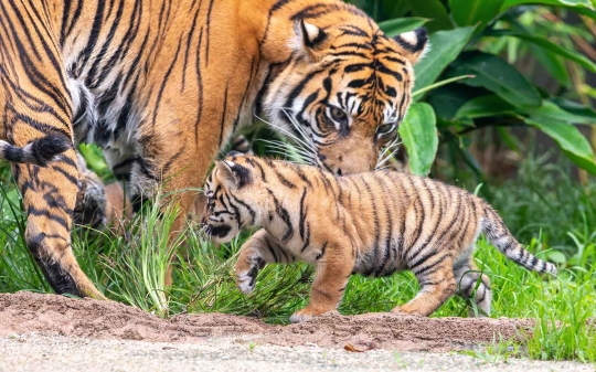 Lucunya Tiga Anak Harimau Sumatera yang Lahir di Australia