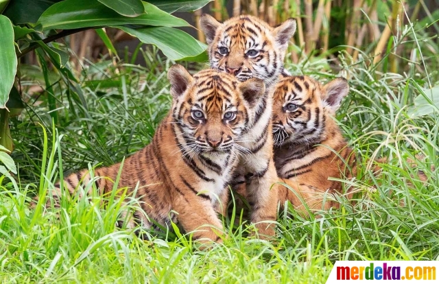 Unduh 7700 Gambar Harimau Dan Anaknya Terbaik HD