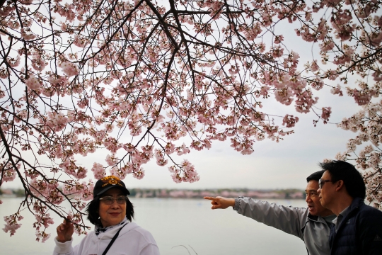 Kala Sakura Bermekaran di Amerika