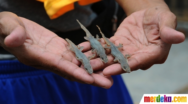 Foto Geliat Bisnis Cicak Kering Cirebon  yang Tembus 