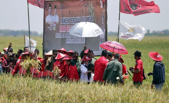 Megawati Panen Raya di Indramayu