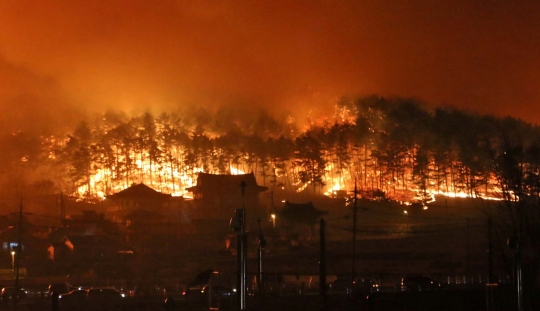 Ganasnya Kebakaran Hutan di Korea Selatan, 4.000 Warga Terpaksa Mengungsi