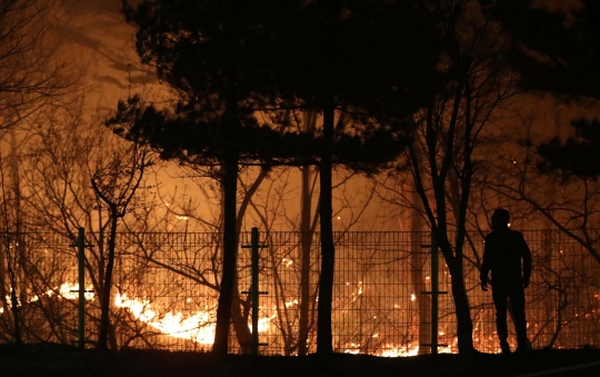 Ganasnya Kebakaran Hutan di Korea Selatan, 4.000 Warga Terpaksa Mengungsi