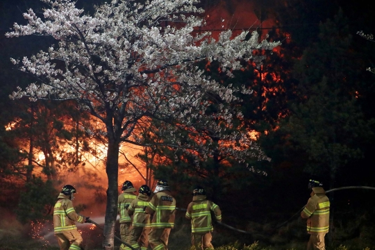 Ganasnya Kebakaran Hutan di Korea Selatan, 4.000 Warga Terpaksa Mengungsi