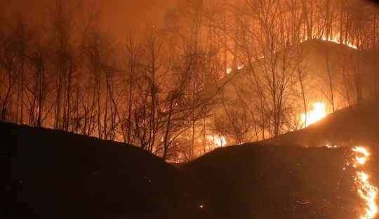 Ganasnya Kebakaran Hutan di Korea Selatan, 4.000 Warga Terpaksa Mengungsi