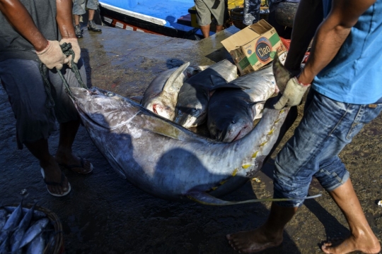 Geliat Penangkapan Tuna Sirip Kuning di Aceh