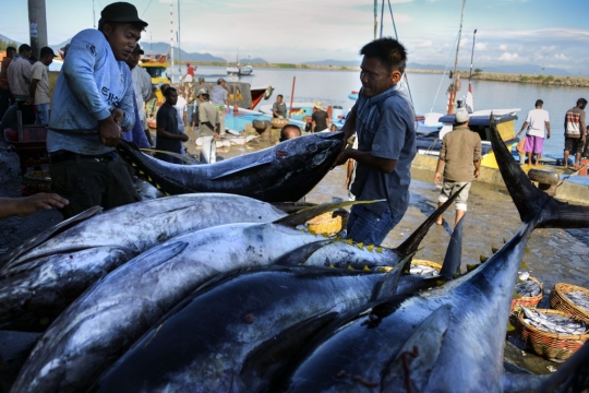 Geliat Penangkapan Tuna Sirip Kuning di Aceh