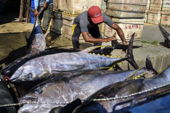 Geliat Penangkapan Tuna Sirip Kuning di Aceh