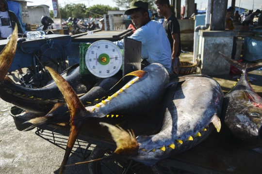 Geliat Penangkapan Tuna Sirip Kuning di Aceh