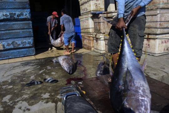 Geliat Penangkapan Tuna Sirip Kuning di Aceh