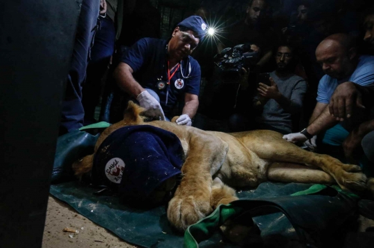 Kebun Binatang Kurang Terawat, Hewan-hewan Buas di Gaza Dipindah ke Yordania