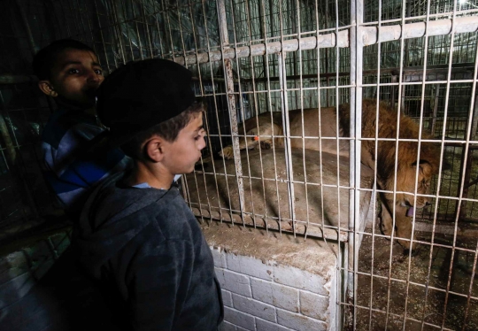 Kebun Binatang Kurang Terawat, Hewan-hewan Buas di Gaza Dipindah ke Yordania