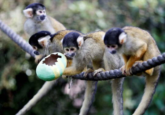 Tingkah Lucu Monyet Tupai Saat Dapat Telur Paskah di London Zoo