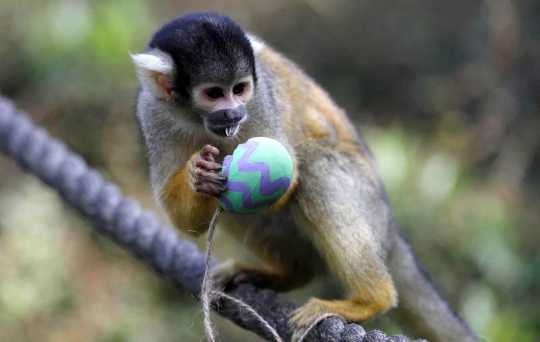 Tingkah Lucu Monyet Tupai Saat Dapat Telur Paskah di London Zoo