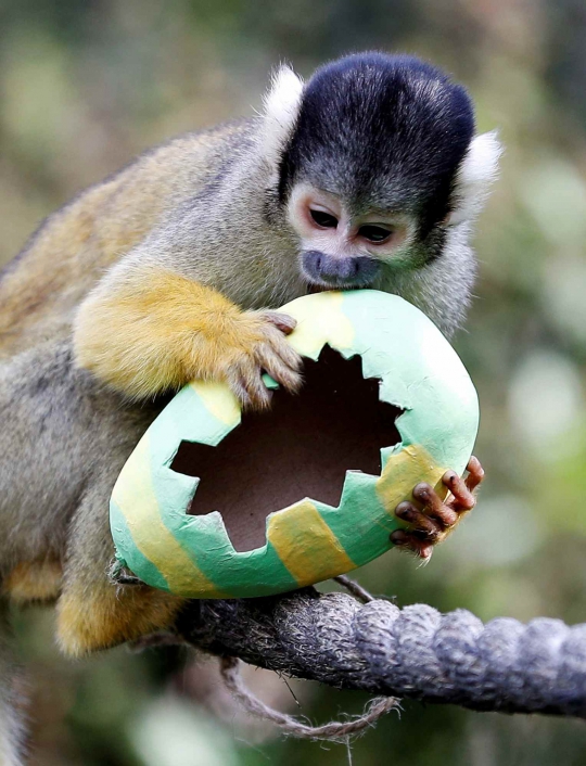 Tingkah Lucu Monyet Tupai Saat Dapat Telur Paskah di London Zoo