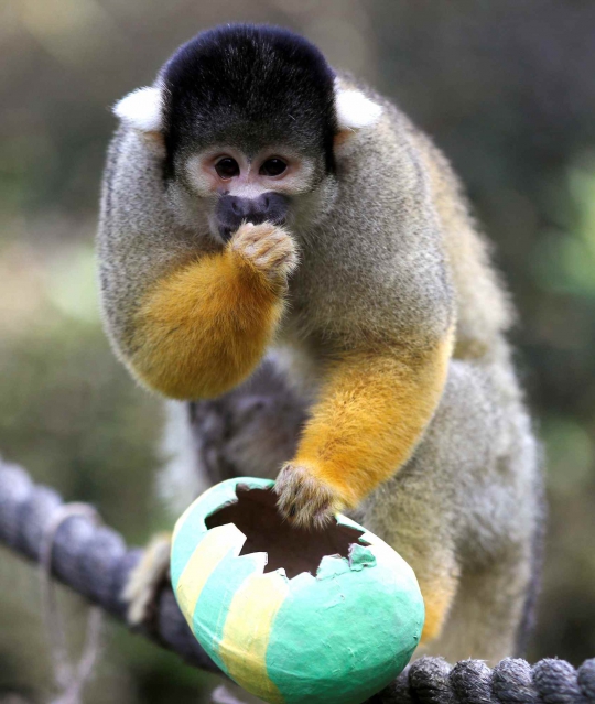 Tingkah Lucu Monyet Tupai Saat Dapat Telur Paskah di London Zoo