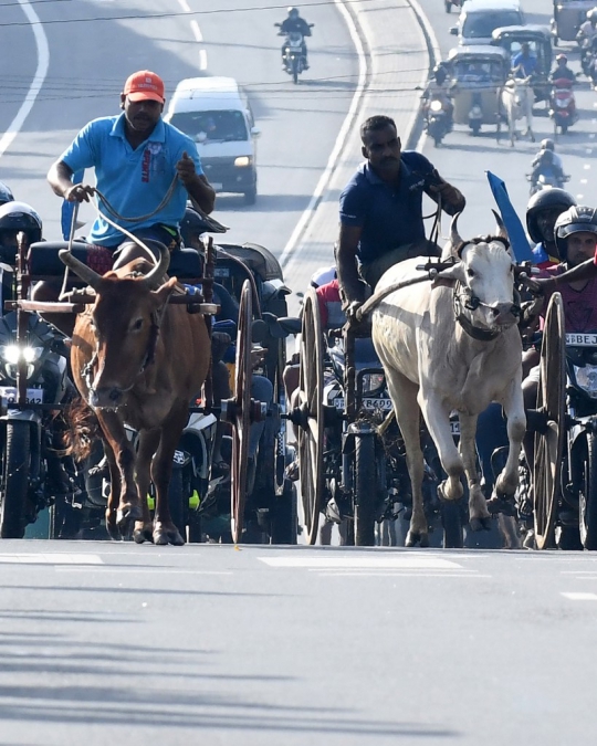 Serunya Balap Gerobak Sapi di Jalan Raya Sri Lanka