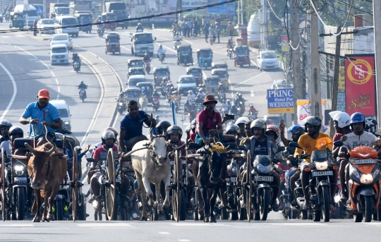 Serunya Balap Gerobak Sapi di Jalan Raya Sri Lanka