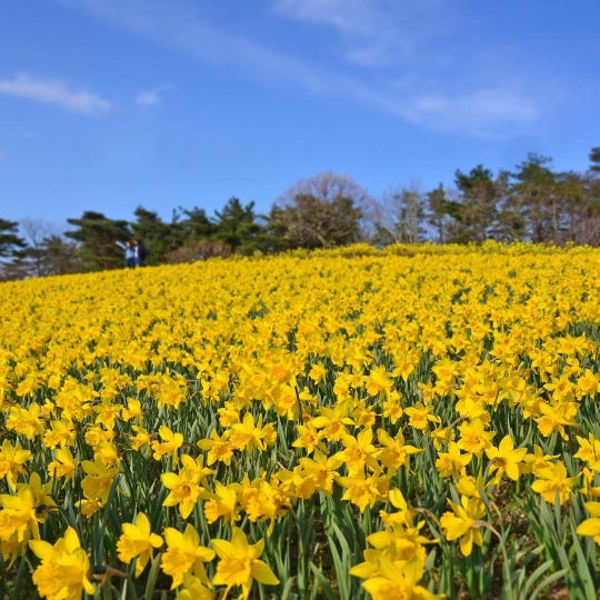 Potret 10 Wajah Hitachi Seaside Park yang Tampilkan Keindahan Berbeda Setiap Bulan