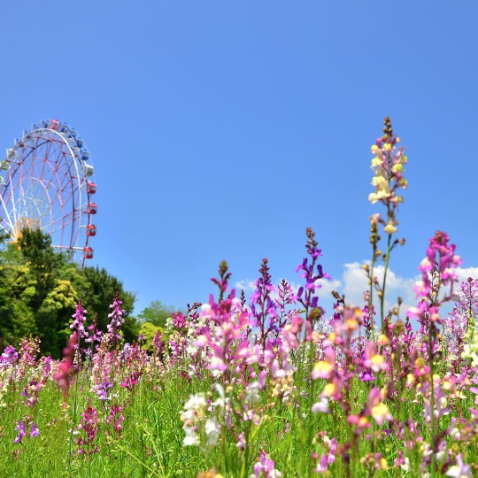 Potret 10 Wajah Hitachi Seaside Park yang Tampilkan Keindahan Berbeda Setiap Bulan