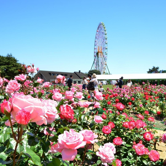 Potret 10 Wajah Hitachi Seaside Park yang Tampilkan Keindahan Berbeda Setiap Bulan