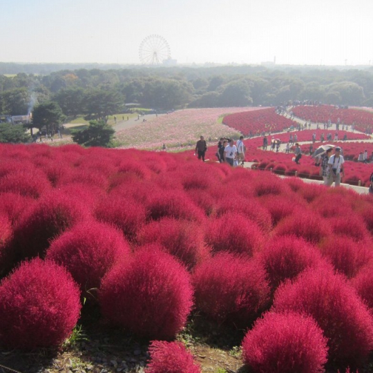 Potret 10 Wajah Hitachi Seaside Park yang Tampilkan Keindahan Berbeda Setiap Bulan