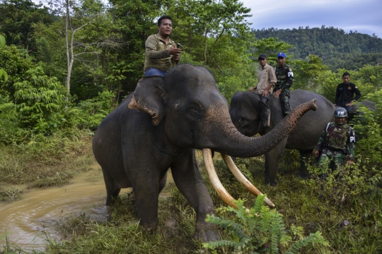 Perangi Perburuan Liar di Hutan Aceh, Polisi Militer Patroli dengan Gajah