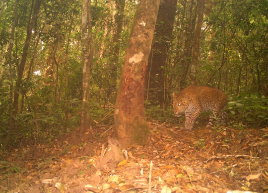 Penampakan Macan Tutul Jawa di Hutan Guntur Papandayan