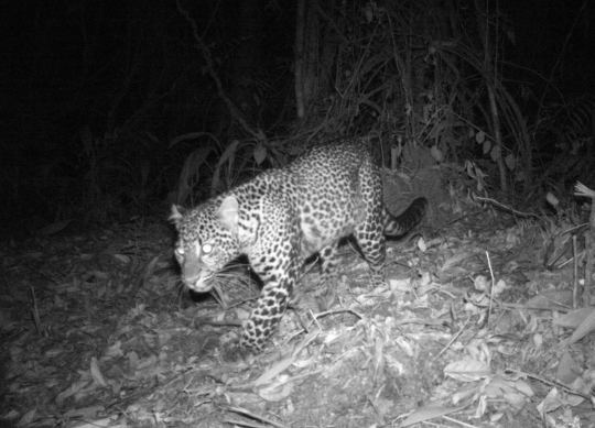 Penampakan Macan Tutul Jawa di Hutan Guntur Papandayan