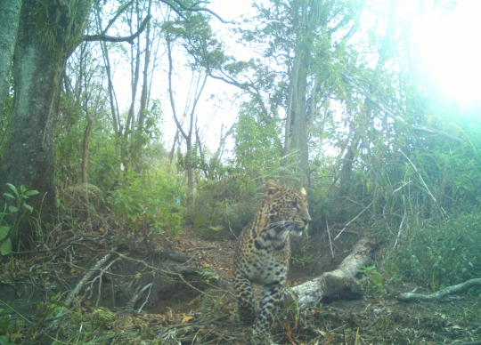 Penampakan Macan Tutul Jawa di Hutan Guntur Papandayan