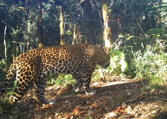 Penampakan Macan Tutul Jawa di Hutan Guntur Papandayan