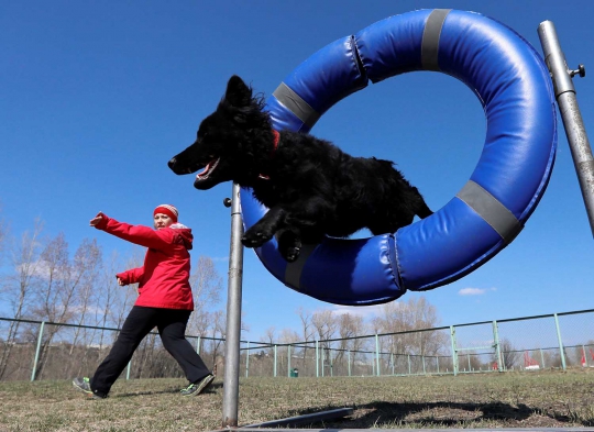 Serunya Lomba Adu Gesit Anjing di Rusia