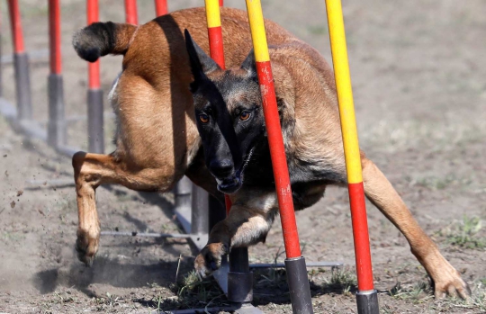 Serunya Lomba Adu Gesit Anjing di Rusia