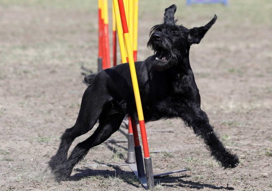 Serunya Lomba Adu Gesit Anjing di Rusia