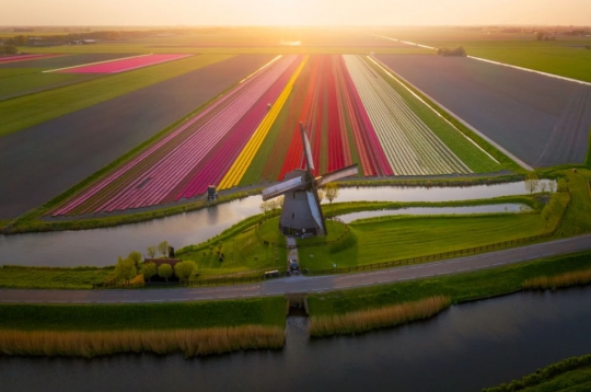 Begini Indahnya Pemandangan Ladang-Ladang Tulip di Belanda